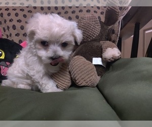 Maltese Puppy for sale in W FIELD, NC, USA