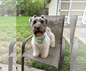 Father of the Schnauzer (Miniature) puppies born on 09/13/2025