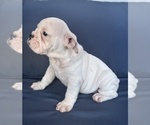 Small Photo #48 English Bulldog Puppy For Sale in WEEKI WACHEE, FL, USA