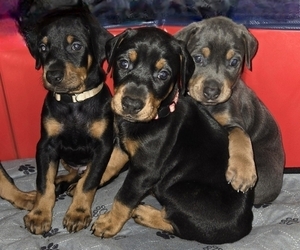 Doberman Pinscher Puppy for Sale in CARLINVILLE, Illinois USA