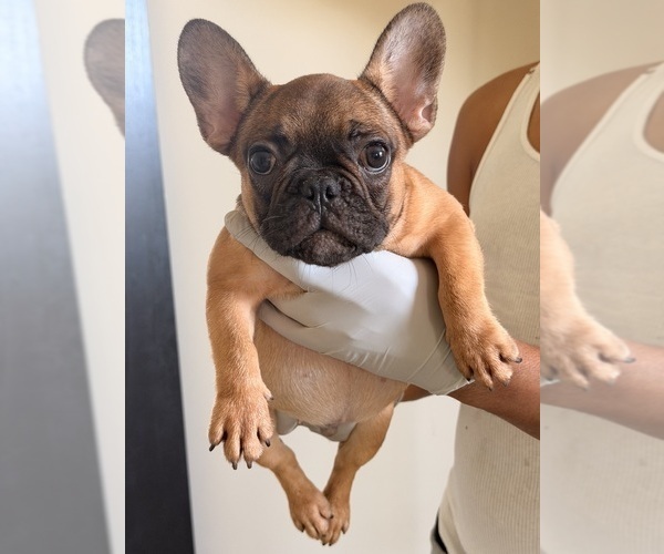 Medium Photo #2 French Bulldog Puppy For Sale in DECATUR, GA, USA