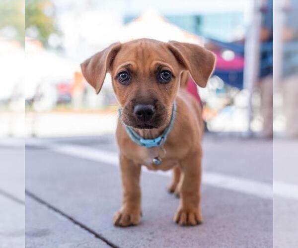 Medium Photo #2 Chihuahua-Unknown Mix Puppy For Sale in San Diego, CA, USA