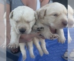 Small #16 Golden Labrador