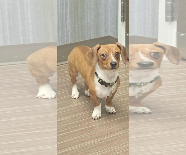 Medium Photo #2 Dachshund Puppy For Sale in Los Angeles, CA, USA