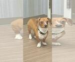 Small #1 Dachshund