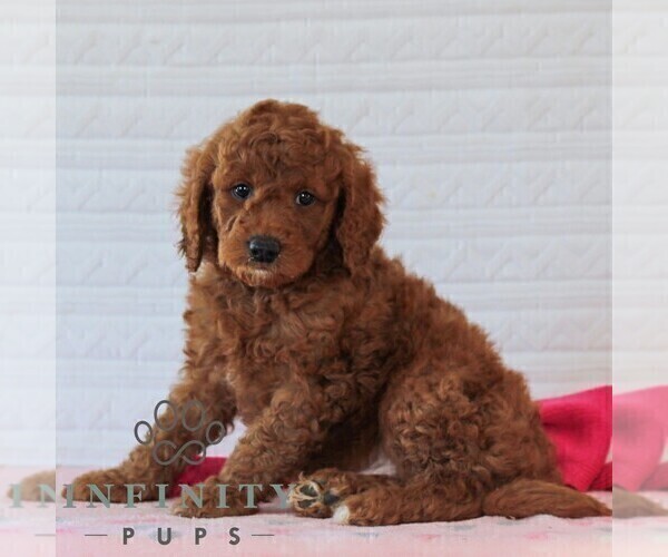 Medium Photo #1 Goldendoodle (Miniature) Puppy For Sale in LITITZ, PA, USA