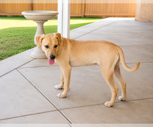 Medium Photo #4 Labrador Retriever-Unknown Mix Puppy For Sale in Clovis, CA, USA