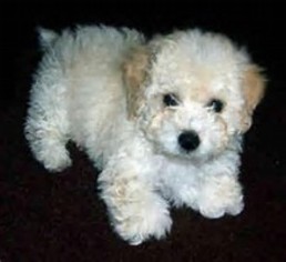 Poodle (Toy) Puppy for sale in BOLINGBROOK, IL, USA