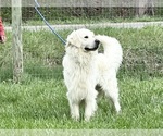 Small Photo #1 Golden Retriever Puppy For Sale in NEOLA, WV, USA