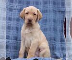 Small Labrador Retriever