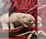Small Photo #80 Bordoodle Puppy For Sale in COPPERAS COVE, TX, USA