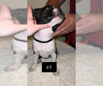 Small Photo #4 Boston Terrier Puppy For Sale in ARROYO GRANDE, CA, USA