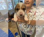 Puppy Batman Dachshund