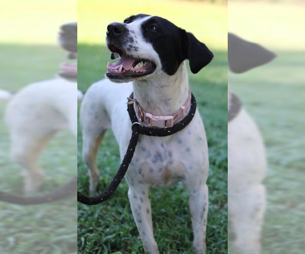 Medium Photo #1 Mutt Puppy For Sale in Decatur, GA, USA