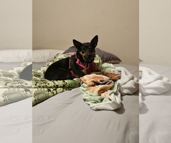 Medium Photo #3 Doxie-Pin Puppy For Sale in Fenton, MO, USA
