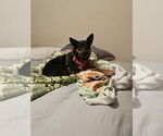 Small #2 Doxie-Pin