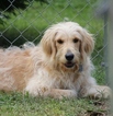 Small Photo #1 Goldendoodle Puppy For Sale in HUDSON, NC, USA