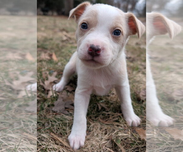 Medium Photo #7 Mutt Puppy For Sale in Brooklyn Center, MN, USA