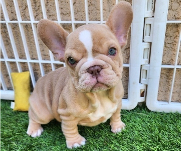 Medium Photo #15 French Bulldog Puppy For Sale in LAS VEGAS, NV, USA