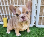 Small #14 French Bulldog