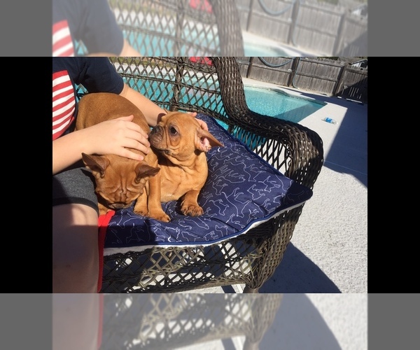 Medium Photo #5 French Bulldog Puppy For Sale in MIDDLEBURG, FL, USA