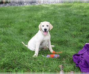Labrador Retriever Puppy for sale in SYRACUSE, IN, USA