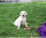 Small Labrador Retriever