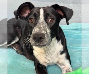 Pointer-Unknown Mix Dogs for adoption in San Diego, CA, USA