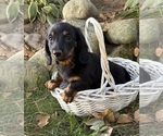 Teddy - Male Dachshund Puppy for Sale - Photo #4