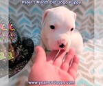Small Photo #65 Dogo Argentino Puppy For Sale in JANE, MO, USA