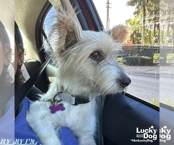 Medium Photo #8 Mutt Puppy For Sale in Washington, DC, USA