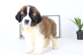 Saint Bernard Puppy for sale in NAPLES, FL, USA
