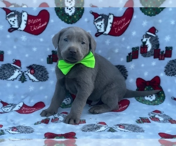 Full screen Photo #4 Labrador Retriever Puppy For Sale in LANCASTER, PA, USA