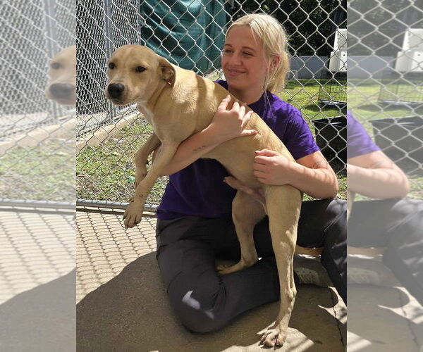 Medium Photo #4 Pointer-Unknown Mix Puppy For Sale in Jefferson, WI, USA