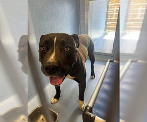 Mutt Dogs for adoption in Downey, CA, USA