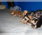 Small Photo #1 Miniature Pinscher Puppy For Sale in RIVER GROVE, IL, USA