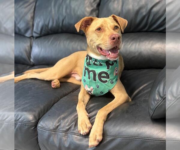 Medium Photo #4 Mutt Puppy For Sale in Spring Lake, NJ, USA