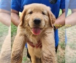 Puppy AKC Coco Golden Retriever
