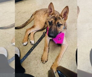 Shepradors Dogs for adoption in Princeton, MN, USA