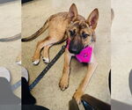 Small Shepradors