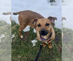 Small Photo #10 Mountain Cur-Unknown Mix Puppy For Sale in Mount Laurel, NJ, USA