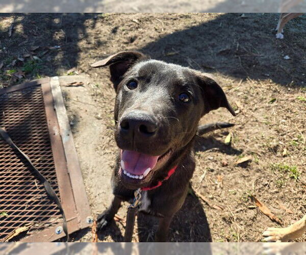 Medium Photo #2 Mutt Puppy For Sale in Ocala, FL, USA