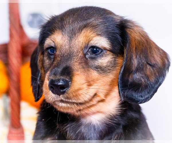 Medium Photo #2 Dachshund Puppy For Sale in WAKARUSA, IN, USA