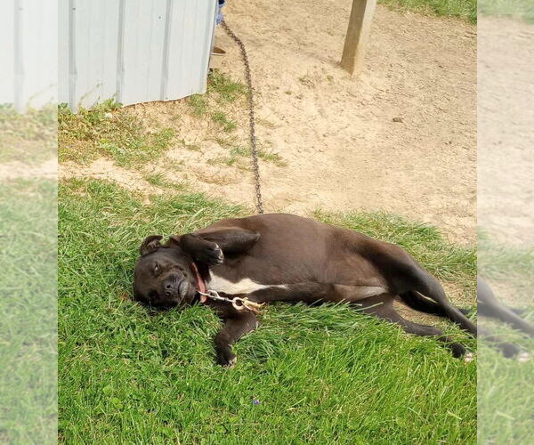 Medium Photo #2 American Pit Bull Terrier Puppy For Sale in Frenchburg, KY, USA