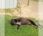 Small #1 American Pit Bull Terrier