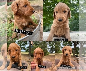 Goldendoodle Puppy for sale in PENDLETON, SC, USA