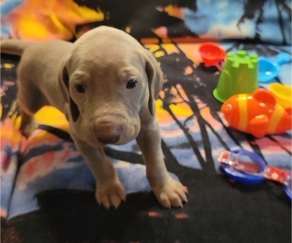 Medium Photo #5 Weimaraner Puppy For Sale in NEWCASTLE, OK, USA