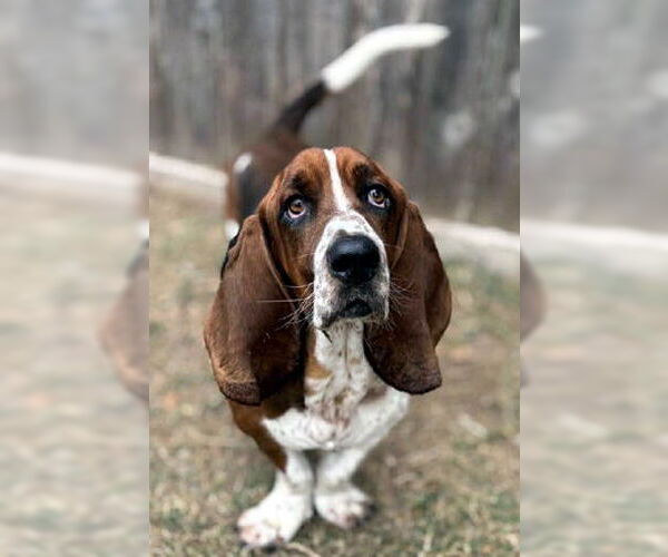 Medium Photo #6 Basset Hound Puppy For Sale in Deepwater, NJ, USA