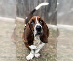 Small #5 Basset Hound