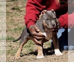 Small Photo #7 American Bully Puppy For Sale in BRANDYWINE, MD, USA